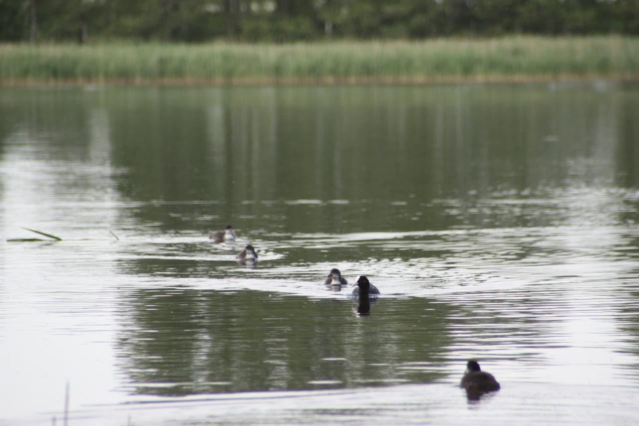 Kastanienhof Am Loppiner See جابيل المظهر الخارجي الصورة
